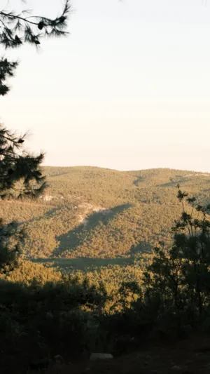 Forest Landscape