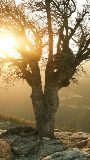 Sunlit Tree
