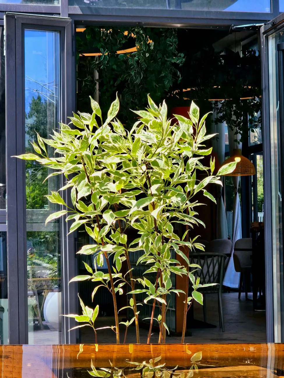 Modern Interior With Greenery