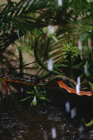 Rainy Day Garden