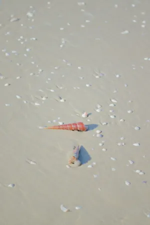 Beach Shells