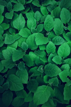 Green Leaf Background