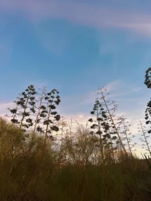 Desert Sky