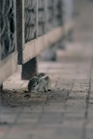 Squirrel On A Path