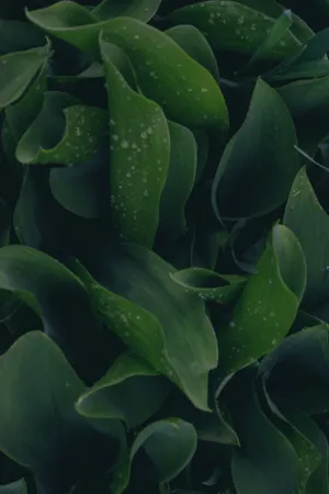 Green Leaves With Dew
