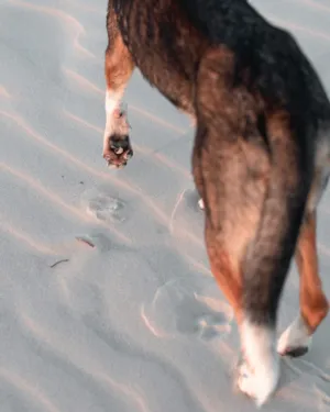 Beach Dog