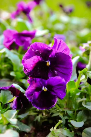 Purple Pansies
