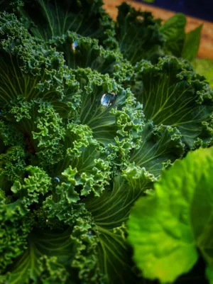 Fresh Kale