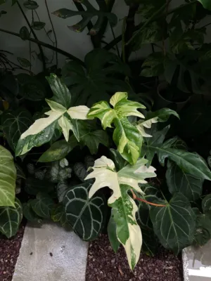 Variegated Philodendron