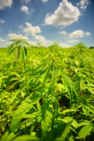 Cannabis Field