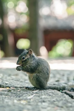 Squirrel In The Wild