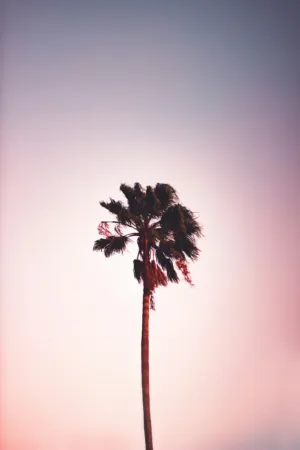 Palm Tree At Sunset