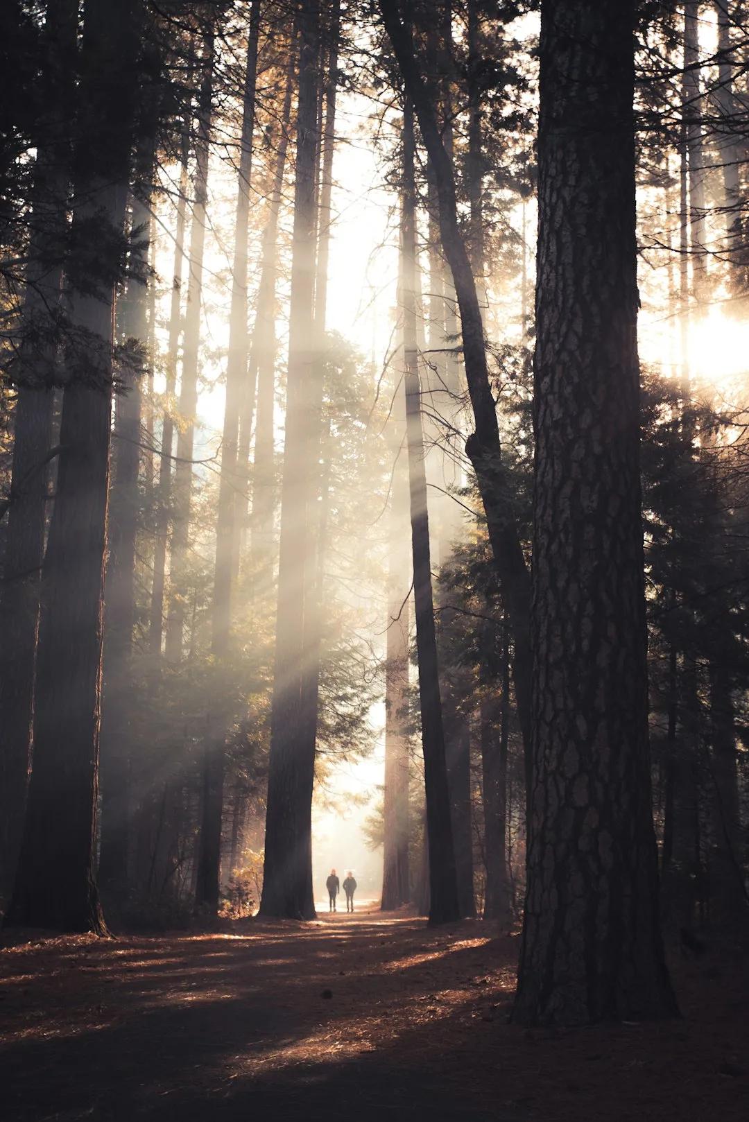 Sunlit Forest Path