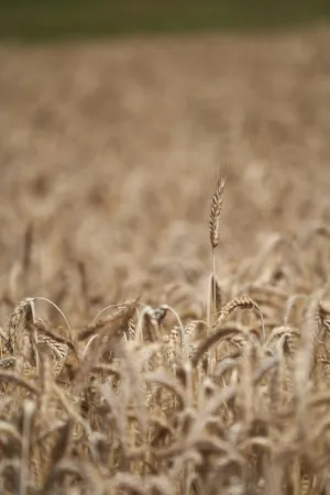 Golden Wheat Field