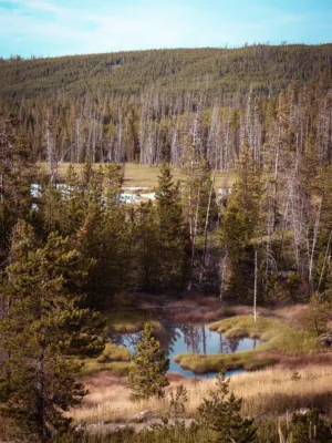 Forest Landscape