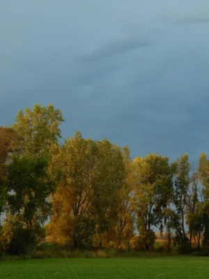 Autumn Trees At Dusk