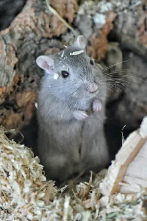 Gray Mouse In Nest