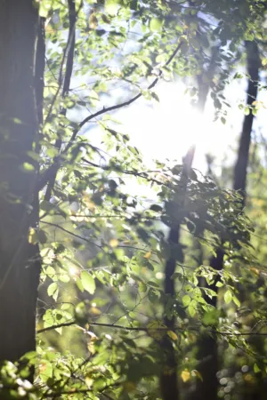 Sunlit Forest