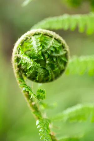 Fern Frond Unfurling