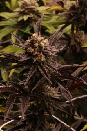 Purple Hemp Bud