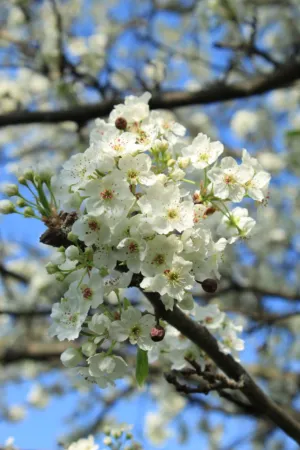 Spring Blossoms