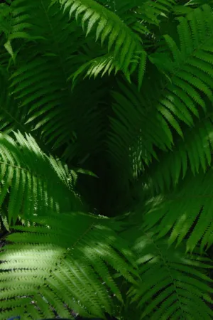 Green Ferns