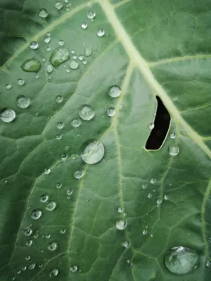 Raindrops On A Leaf