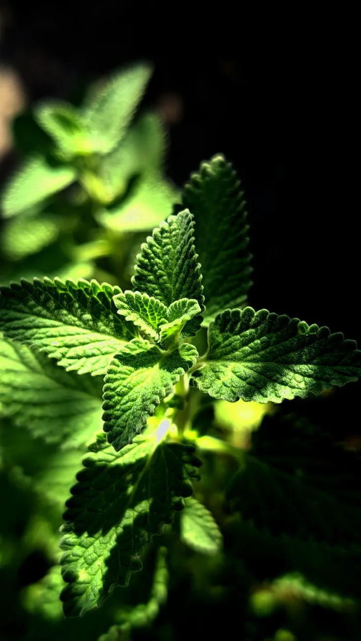 Green Leaves