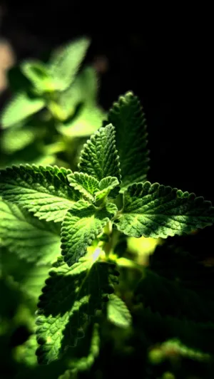 Green Leaves
