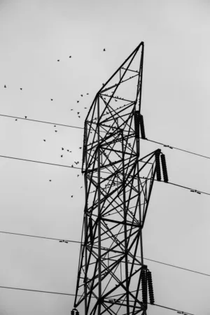 Power Lines And Birds