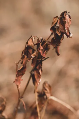 Dried Leaves