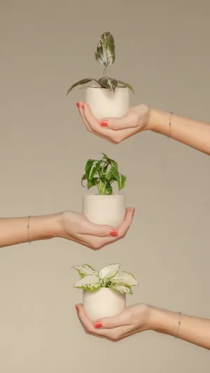 Balancing Plants
