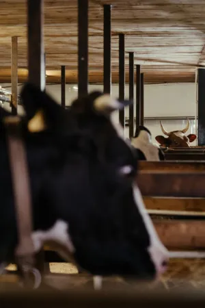 Cows In A Barn