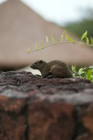 Squirrel On A Wall