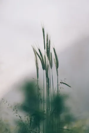 Grass Ears