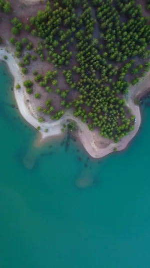 Lush Forest And Turquoise Waters