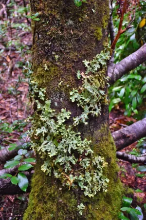 Mossy Tree Trunk