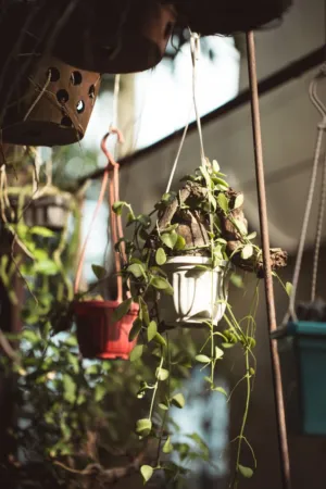 Hanging Garden