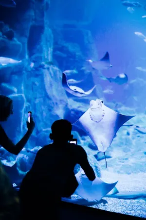 Aquarium