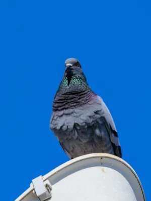 Pigeon On A Pole