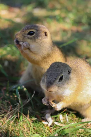 Gophers Feeding