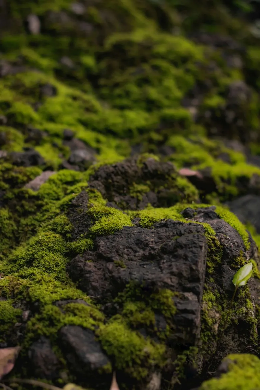 Mossy Rocks
