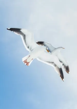 Seagulls In Flight