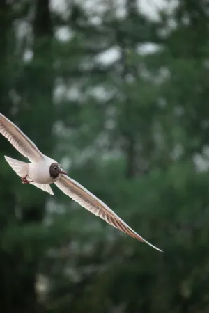 Bird In Flight