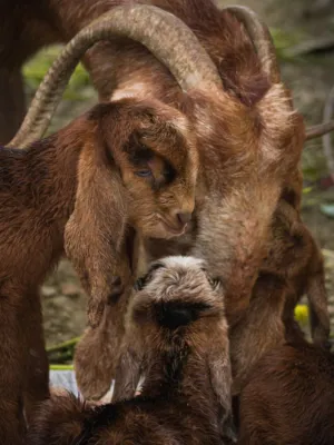 Goat Family