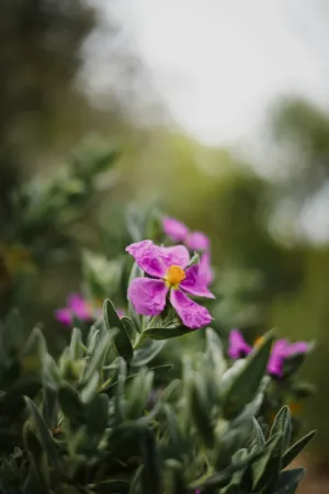 Pink Flowers In Nature