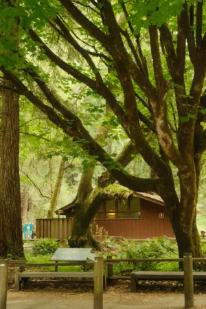 Forest Cabin