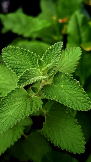 Green Leaf Close-Up