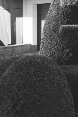 Garden Hedge