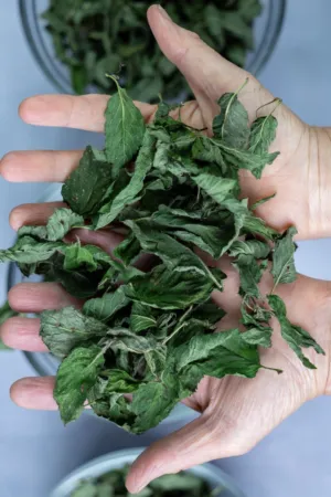 Handful Of Dried Mint Leaves